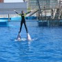 Trainer stands on dolphin beaks Spain. Credit WDC